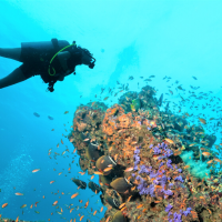 diver - reef - coral -underwater - maldives