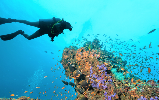 diver - reef - coral -underwater - maldives
