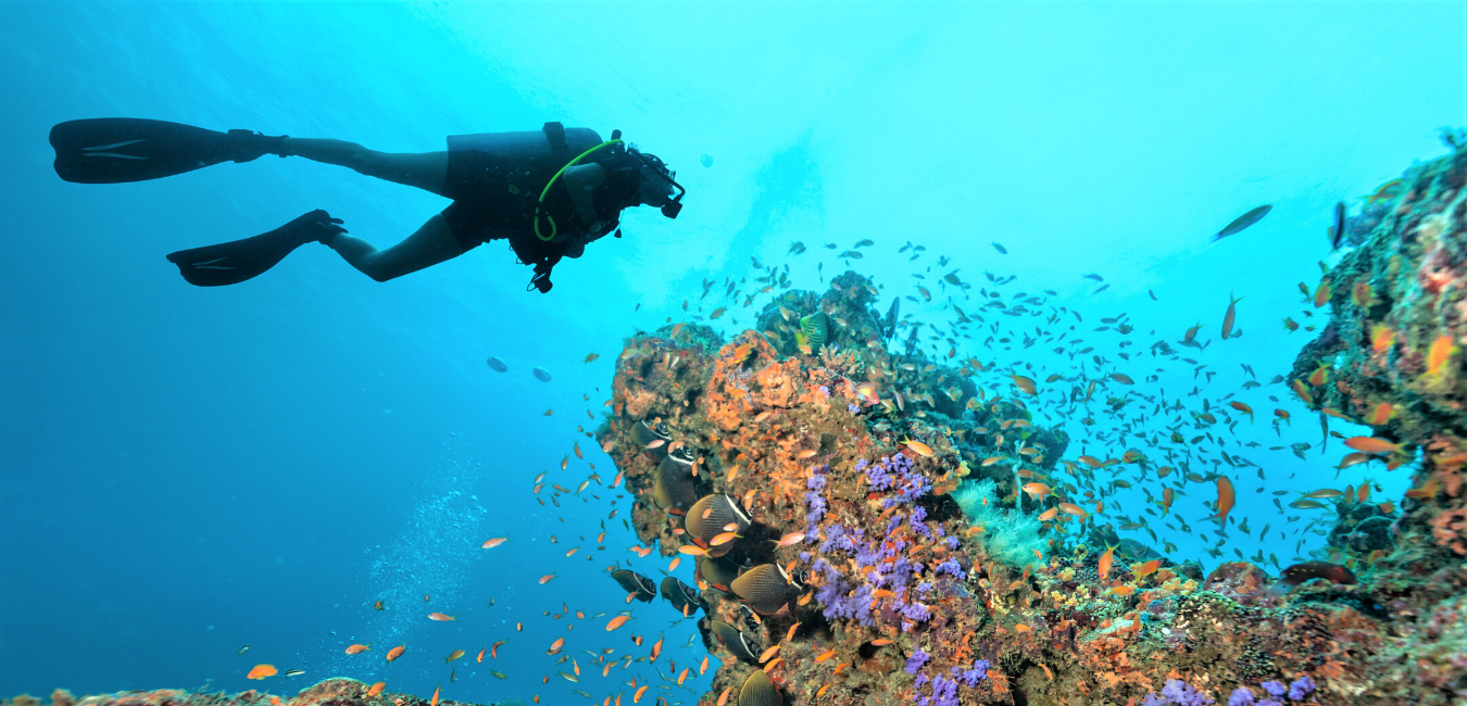 diver - reef - coral -underwater - maldives