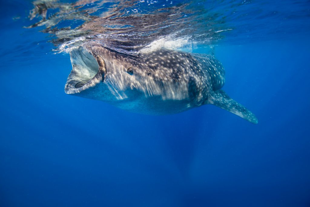 Jennifer Idol Whale Sharks in Isla Mujeres Mexico