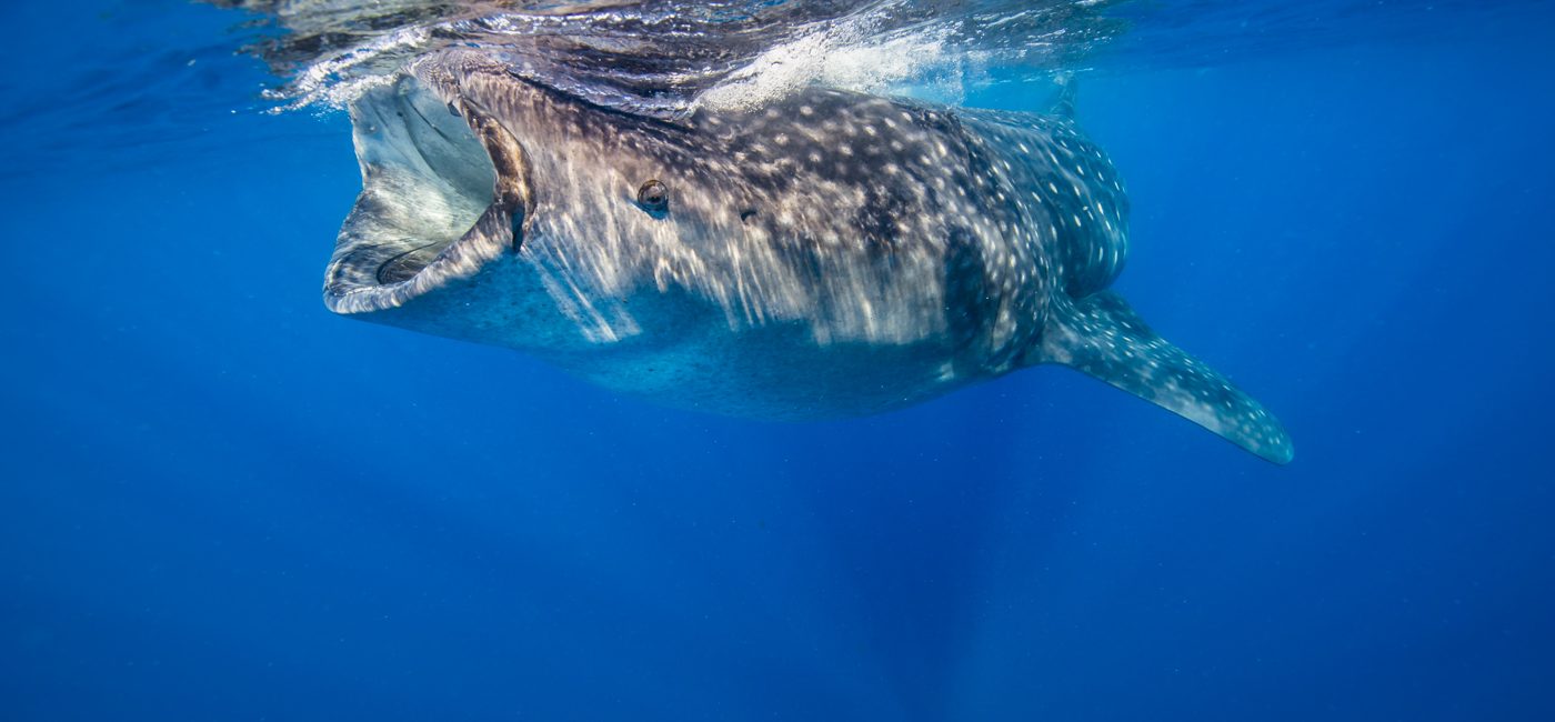 Whale Shark of a Year