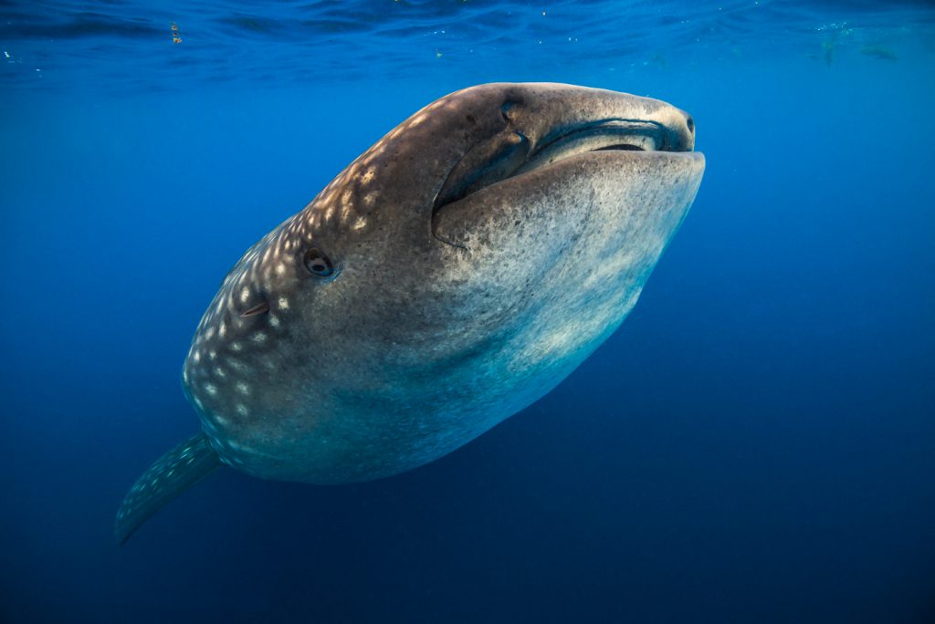 Jennifer Idol Whale Sharks in Isla Mujeres Mexico