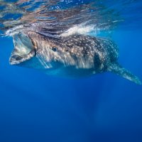 Jennifer Idol Whale Sharks in Isla Mujeres Mexico