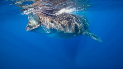 Jennifer Idol Whale Sharks in Isla Mujeres Mexico