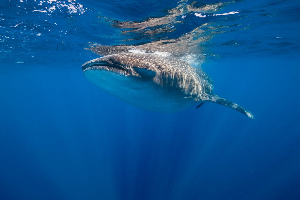 Jennifer Idol Whale Sharks in Isla Mujeres Mexico