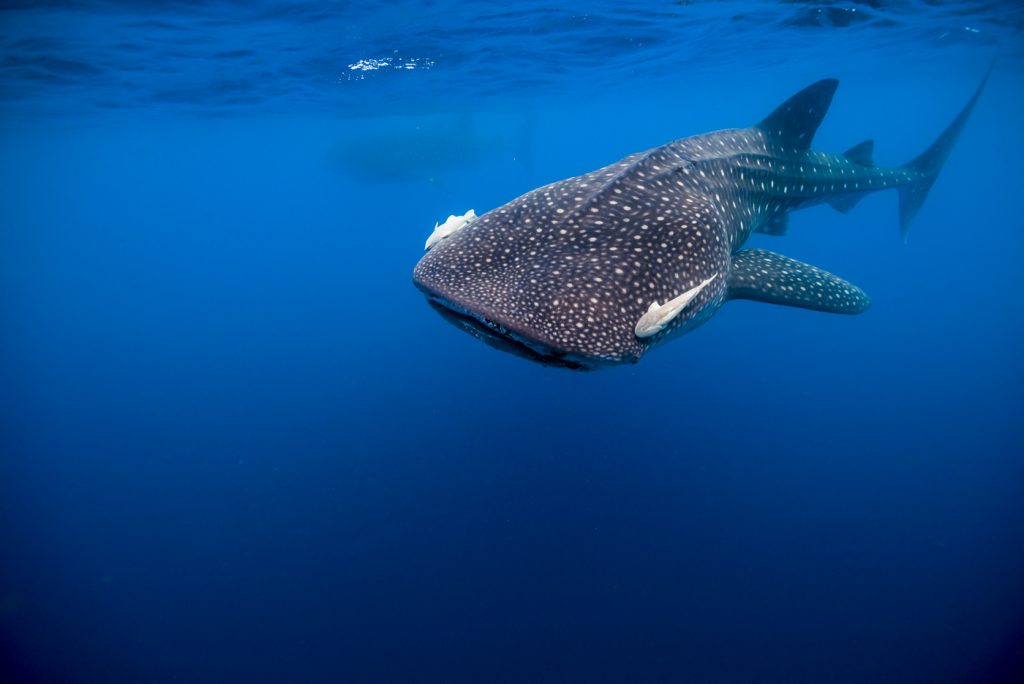 Jennifer Idol Whale Sharks in Isla Mujeres Mexico