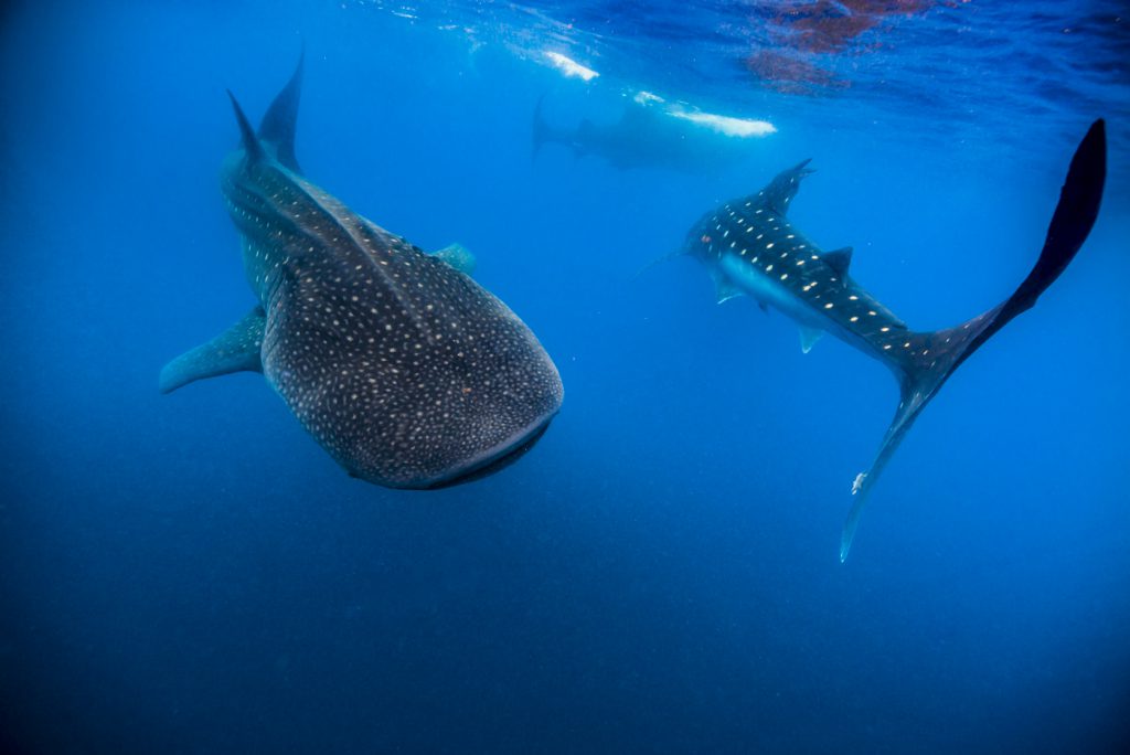 Jennifer Idol Whale Sharks in Isla Mujeres Mexico