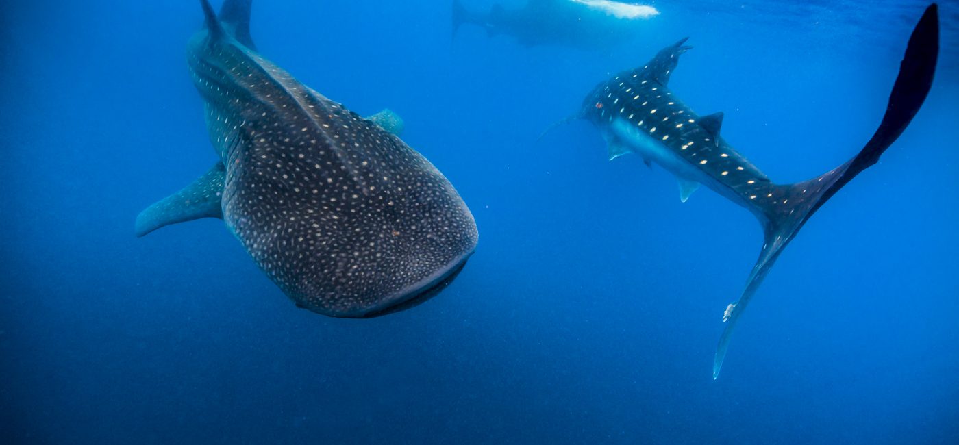 Cancun Scuba Diving: Everything You Need To Know