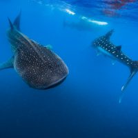 Jennifer Idol Whale Sharks in Isla Mujeres Mexico