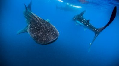 Jennifer Idol Whale Sharks in Isla Mujeres Mexico