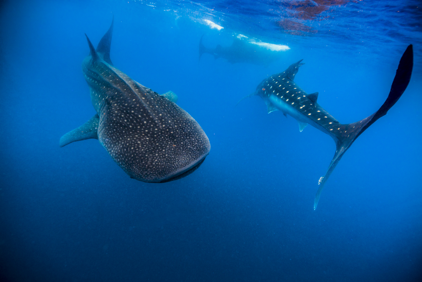 Jennifer Idol Whale Sharks in Isla Mujeres Mexico