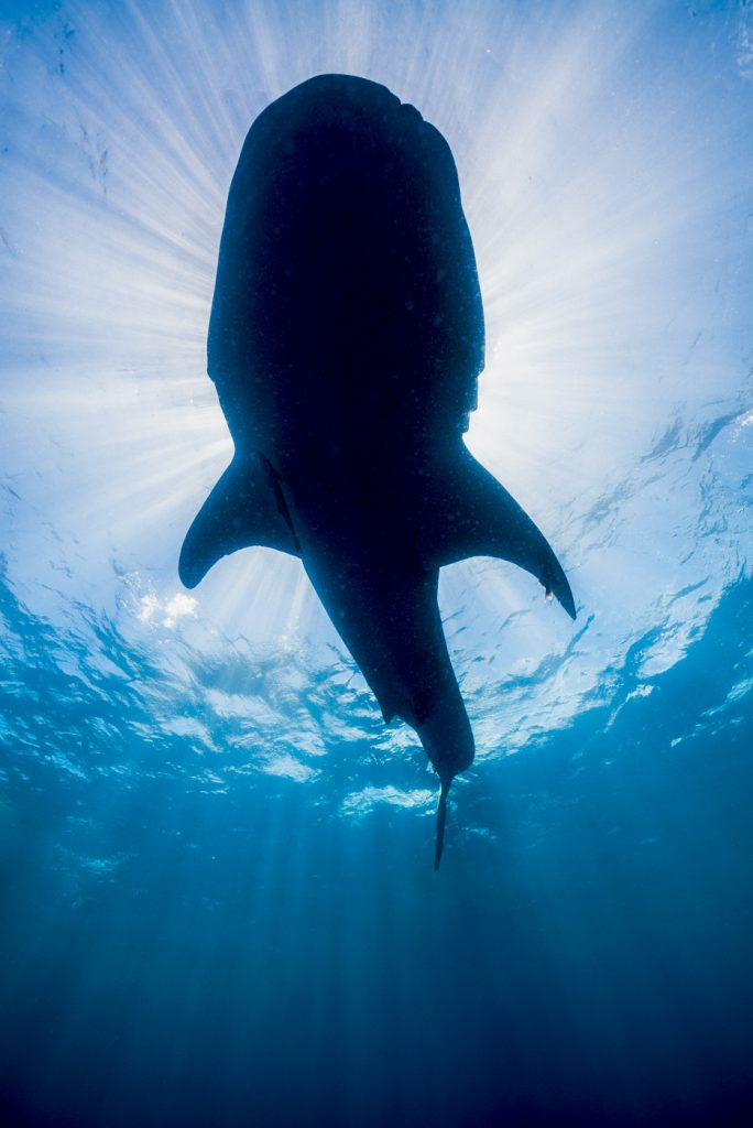 Jennifer Idol Whale Sharks in Isla Mujeres Mexico