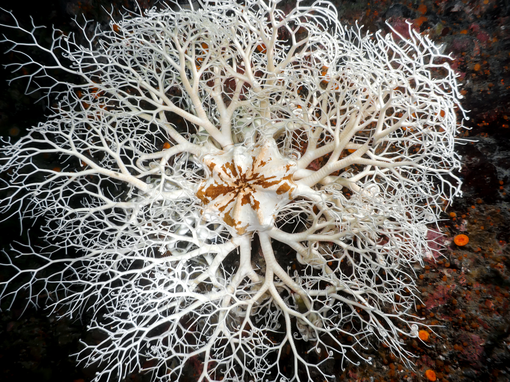 basket star