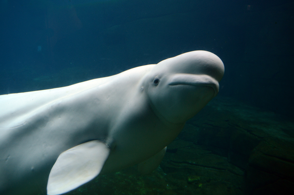 frosty creatures - beluga whales