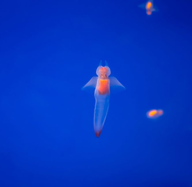 8 Frosty Creatures to See When Ice Diving