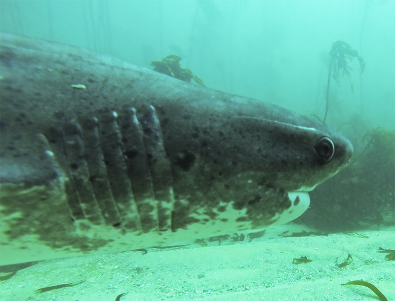 sevengill shark in South Africa