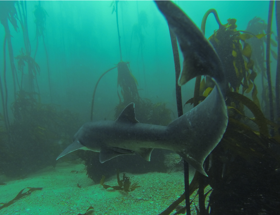 sevengill shark in south africa