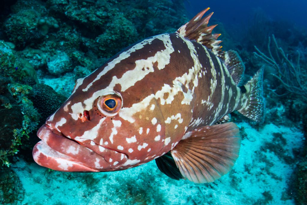 Nassau grouper 