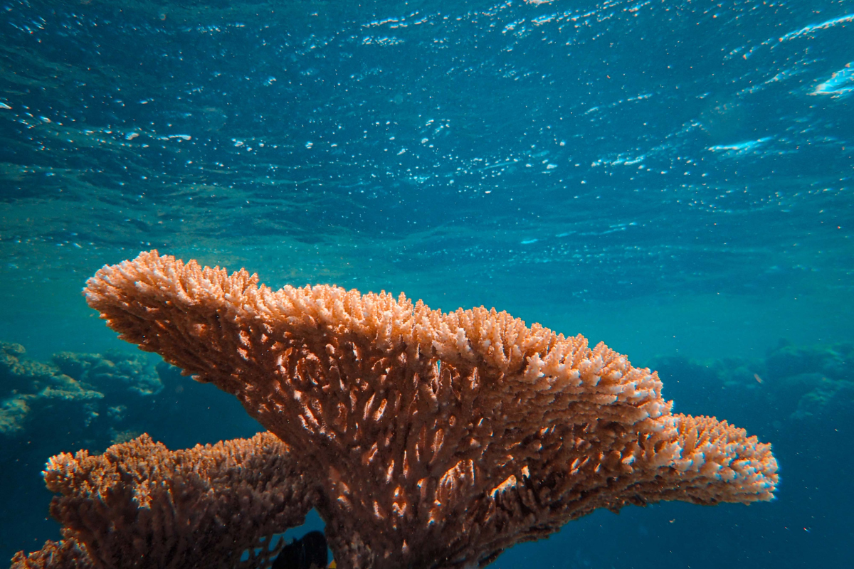 Primer plano de un coral