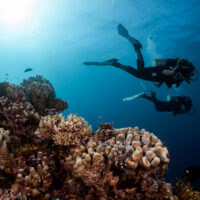 Two scuba divers exploring a reef
