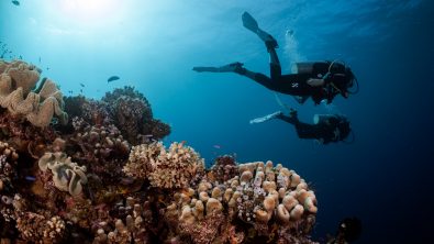 Two scuba divers exploring a reef