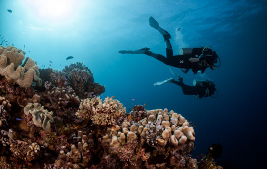 Two scuba divers exploring a reef