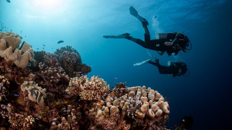 Two scuba divers exploring a reef