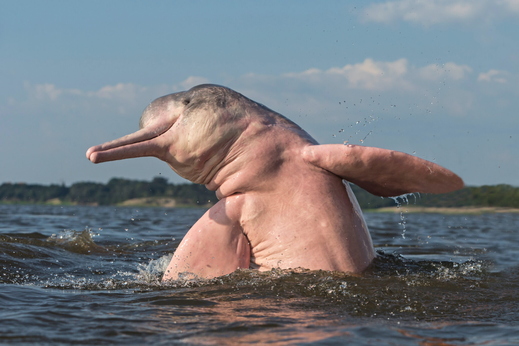 Amazon pink river dolphins are freshwater dolphins found throughout the Amazon river basins in South America