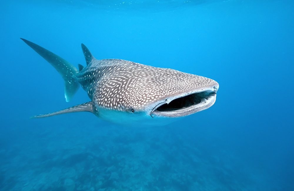 7 Species of Sharks You Should Get to Know