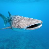 whale shark