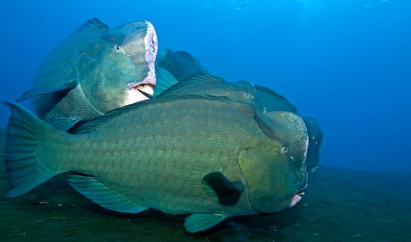 bumphead parrotfish