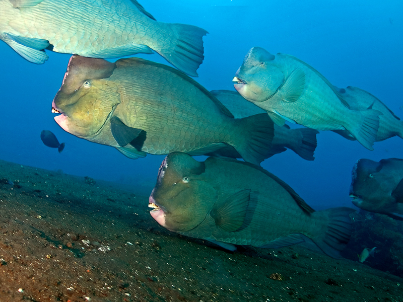 These Giant Reef Fish Bump Heads — Literally And, 41% OFF