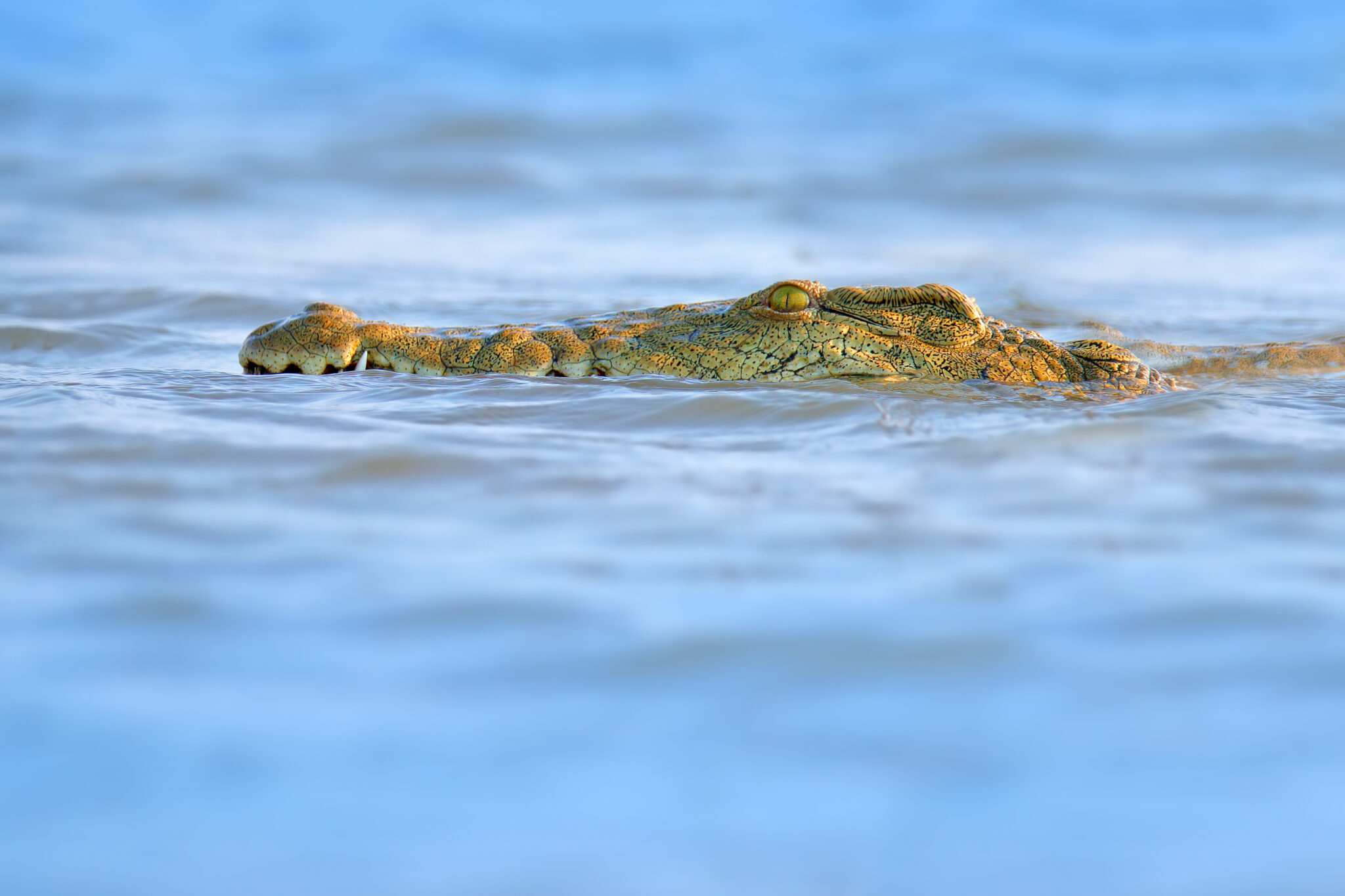 most epic dive adventures botswana crocodile diving