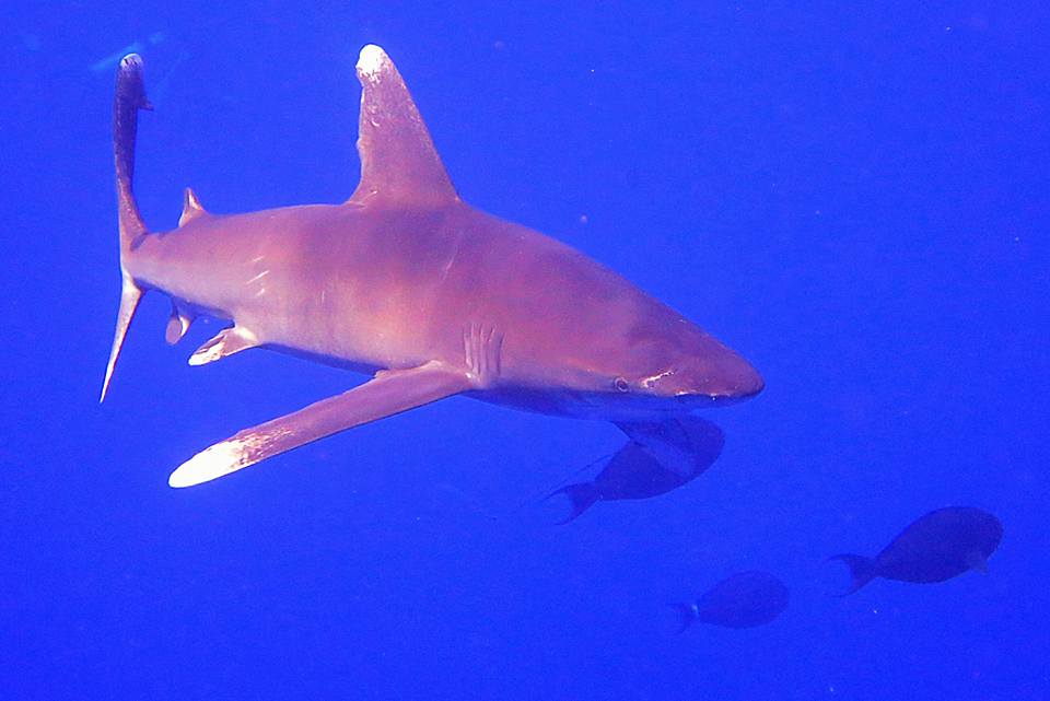 oceanic-whitetip-egypt_liveaboard