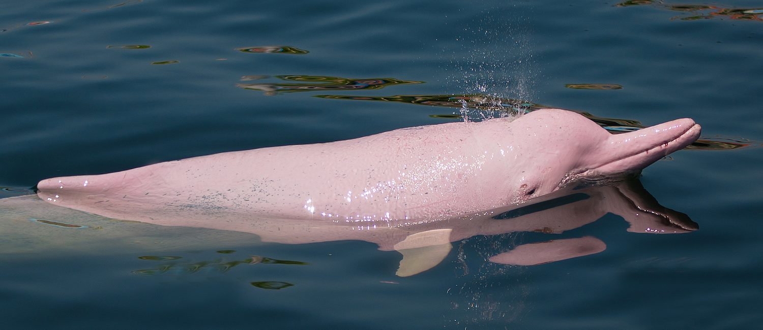 5 Facts About the Amazon Pink River Dolphin