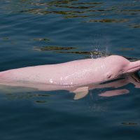 Amazon pink river dolphins are freshwater dolphins found throughout the Amazon river basins in South America