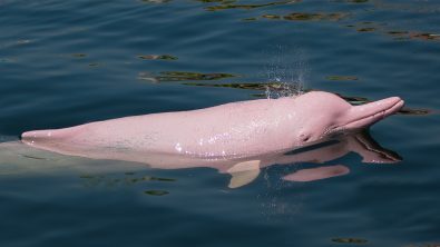 Amazon pink river dolphins are freshwater dolphins found throughout the Amazon river basins in South America