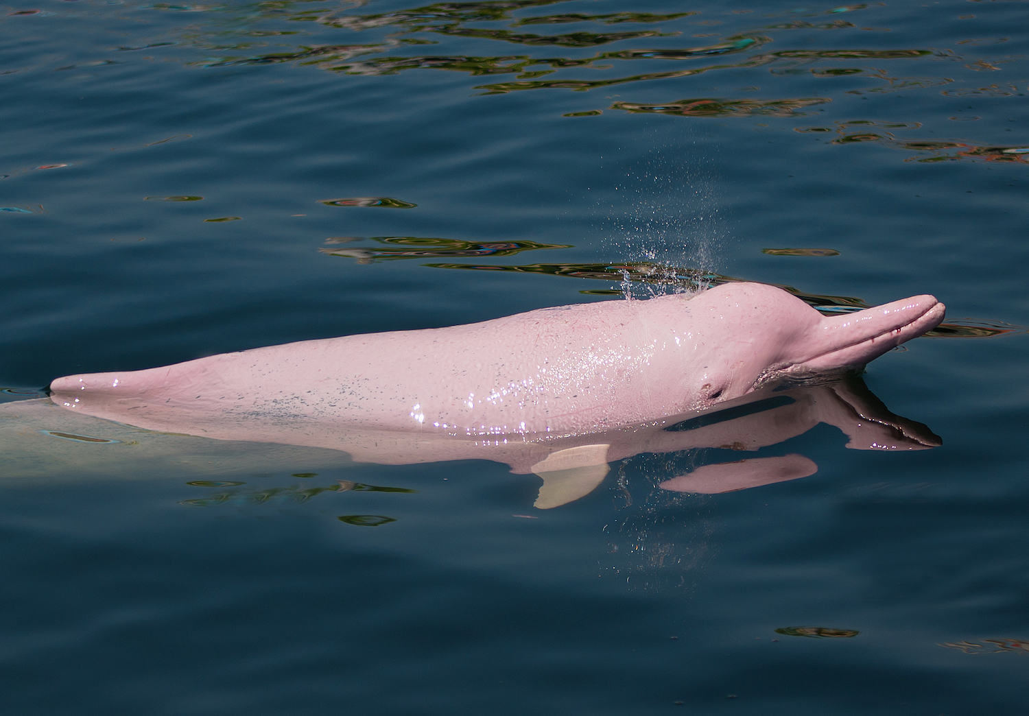 Amazon pink river dolphins are freshwater dolphins found throughout the Amazon river basins in South America