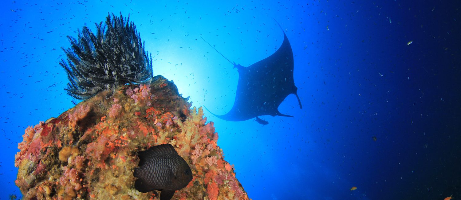 5 Destinations Worth Getting PADI Certified