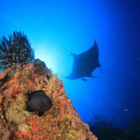 manta ray