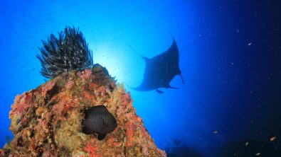 manta ray