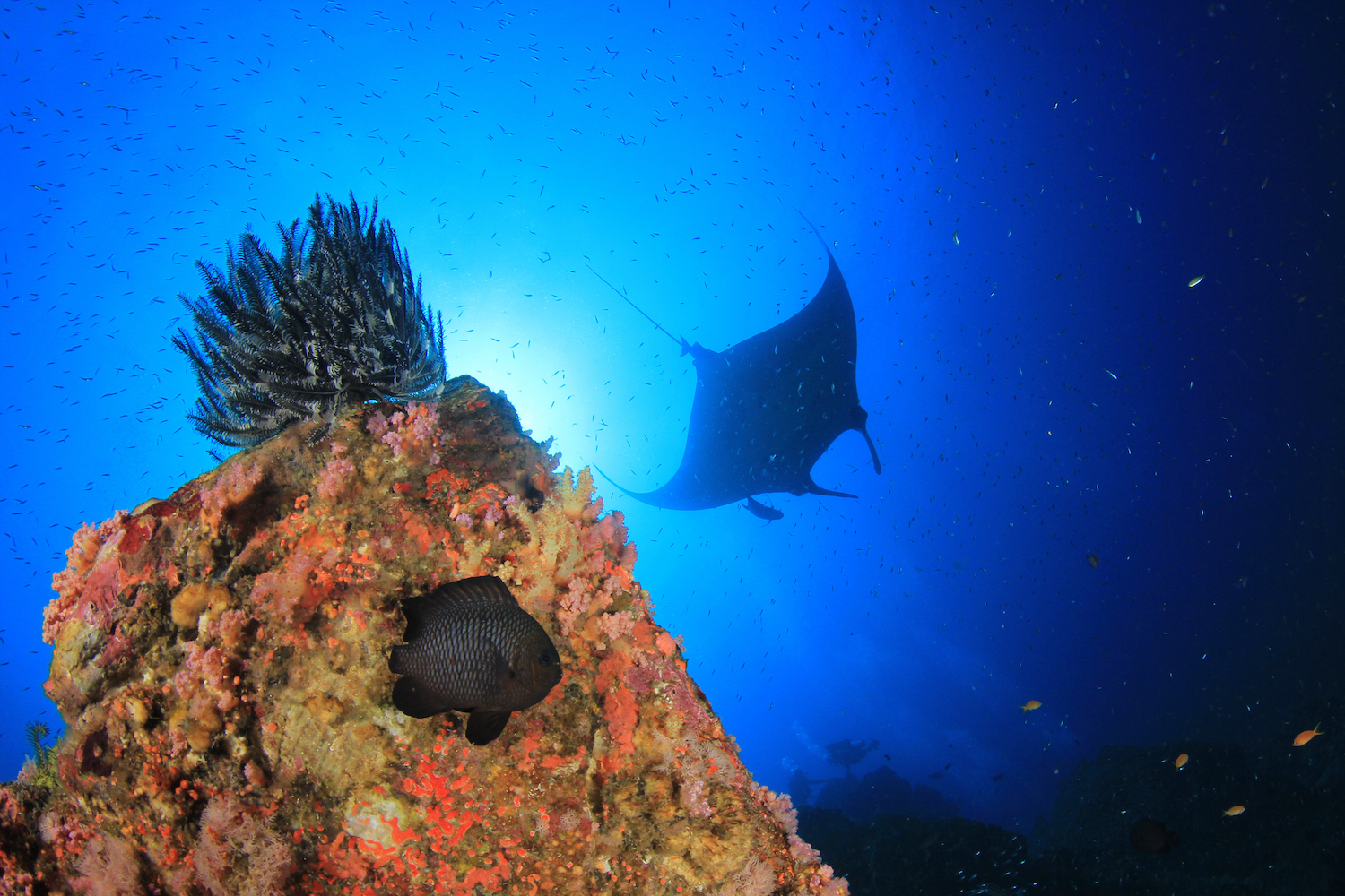 A giant mobula passing by a pinnacle at a coral reef in South East Asia