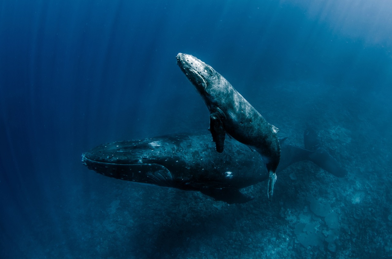 most epic dive adventures swimming with humpback whales in tonga