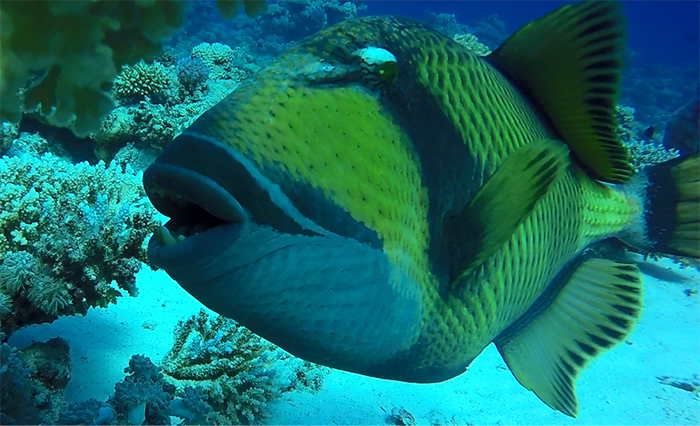 trigger-fish-egypt_liveaboard