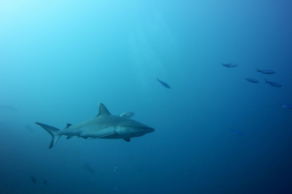 shark dive Photo: Robert Currer
