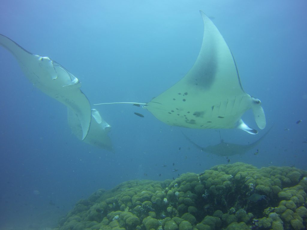 Manta Rays Photo: Robert Currer