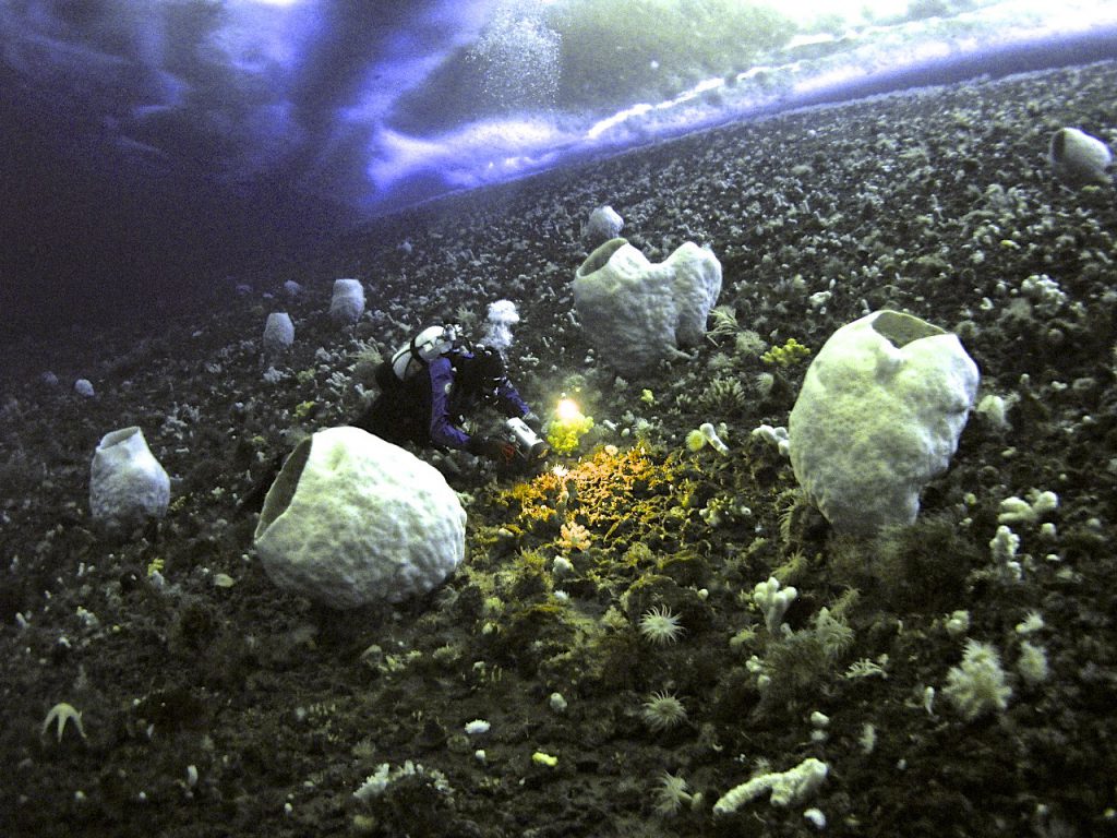 Antarctica diving Photo: Rob Robbins