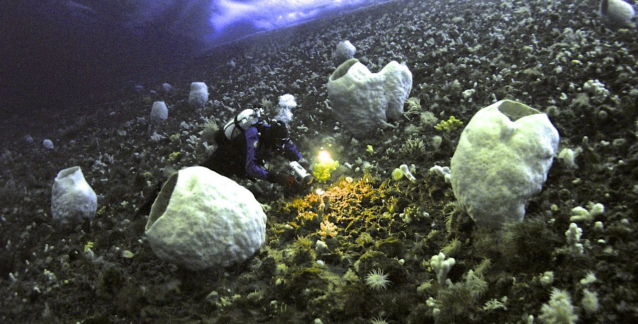 2,100 Dives in Antarctica with Rob Robbins