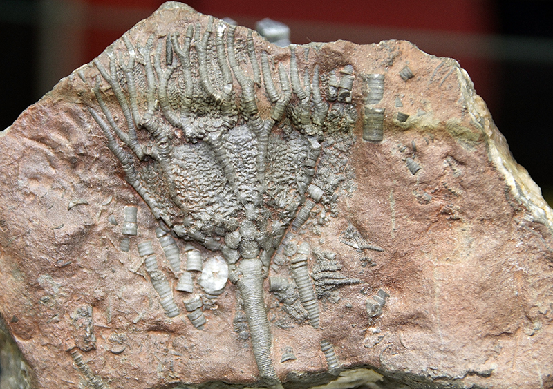 Crinoids fossil