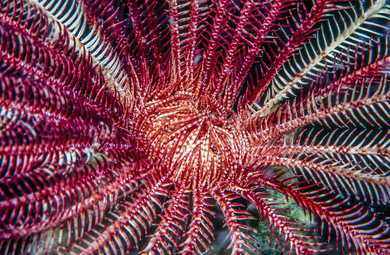 Crinoids